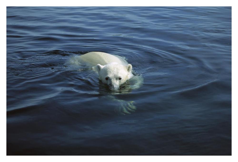 Polar Bear swimming, Wager Bay, Canada-Paper Art-38"x26"