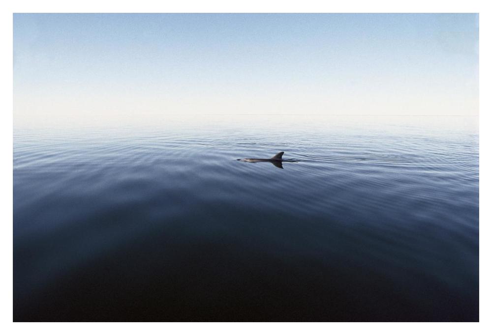 Bottlenose Dolphin surfacing, Shark Bay, Australia-Paper Art-20"x14"