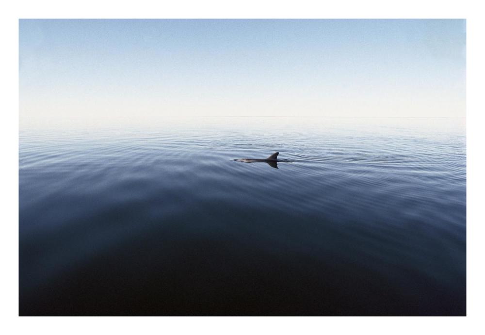 Bottlenose Dolphin surfacing, Shark Bay, Australia-Paper Art-26"x18"