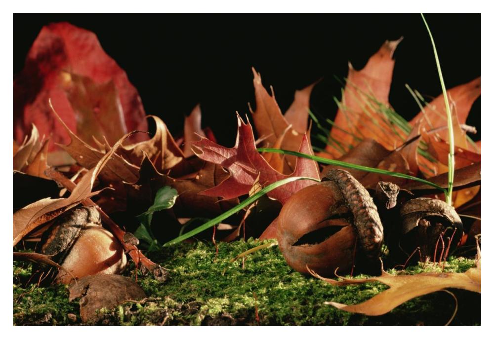 Northern Red Oak tree with acorns, Massachusetts-Paper Art-20"x14"