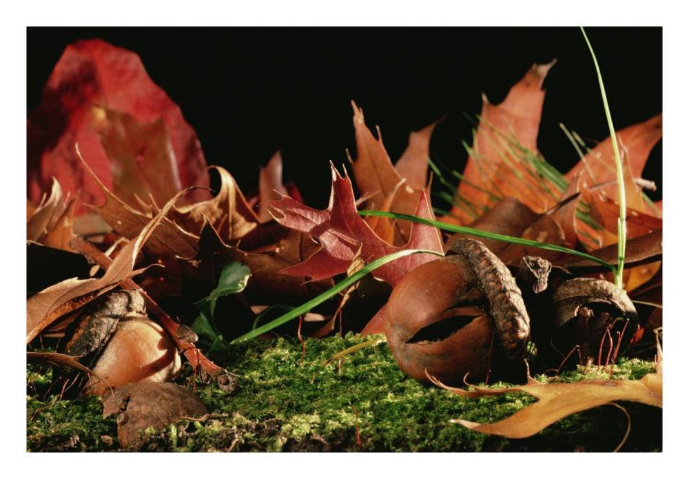 Northern Red Oak tree with acorns, Massachusetts-Paper Art-26"x18"