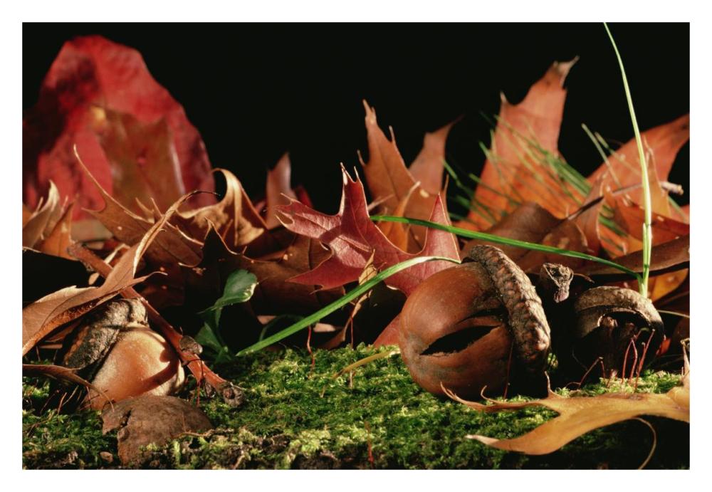 Northern Red Oak tree with acorns, Massachusetts-Paper Art-32"x22"