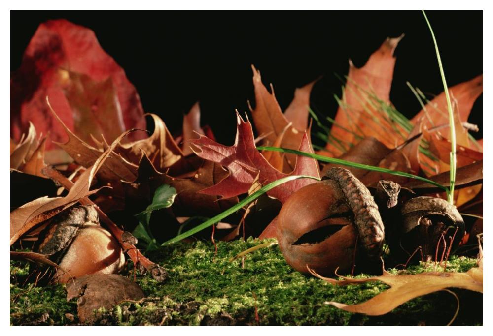 Northern Red Oak tree with acorns, Massachusetts-Paper Art-50"x34"
