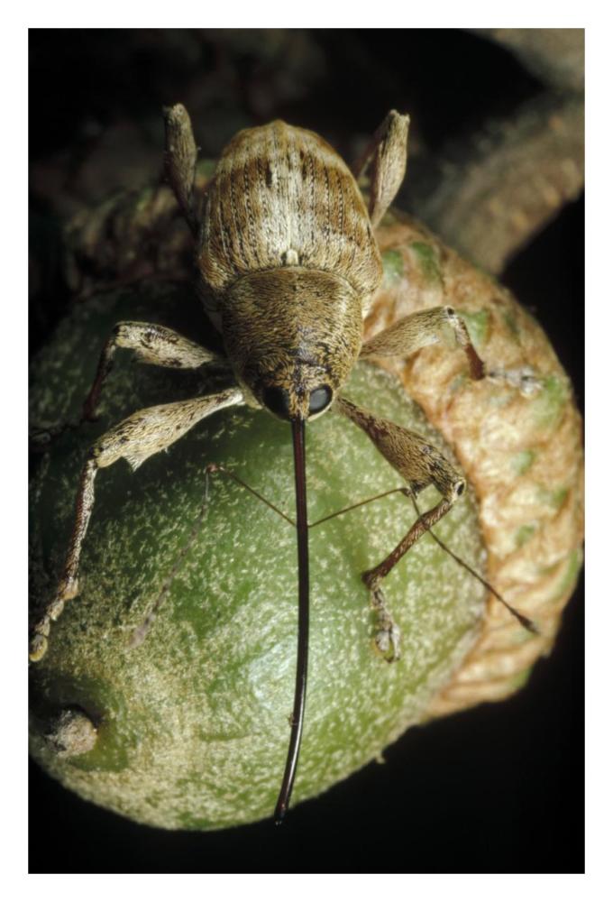 Black Oak Acorn Weevil on Acorn, Massachusetts-Paper Art-22"x32"