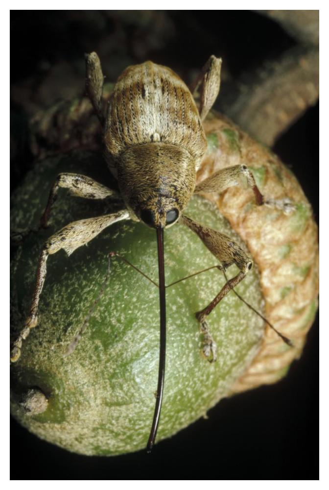 Black Oak Acorn Weevil on Acorn, Massachusetts-Paper Art-34"x50"