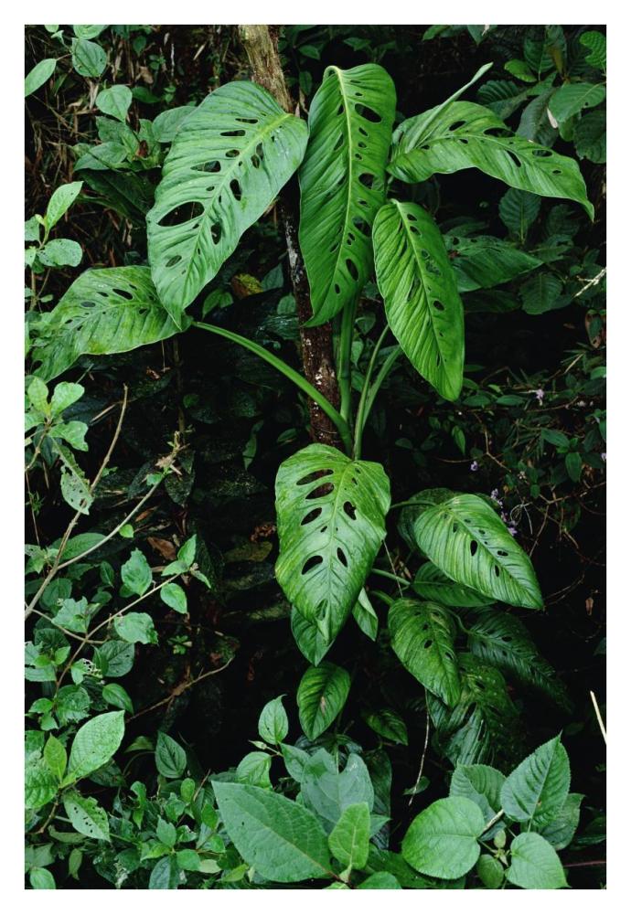 Monstera vine growing at base of tree in rainforest, Panama-Paper Art-26"x38"