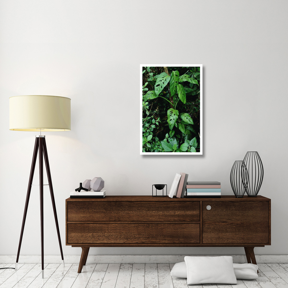 Monstera vine growing at base of tree in rainforest, Panama-Paper Art-26&quotx38"