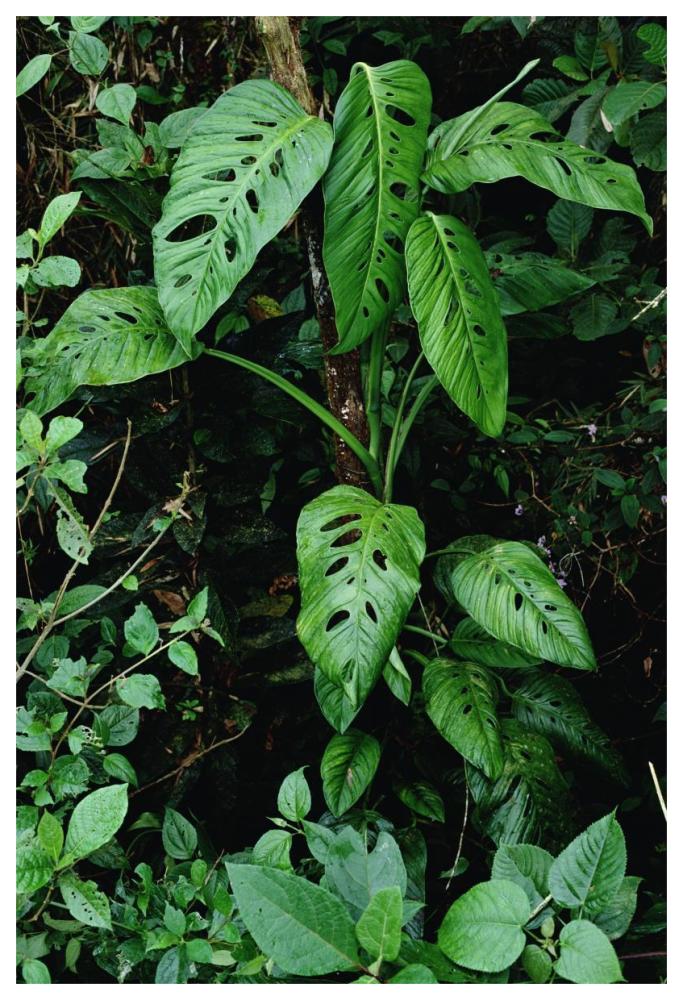 Monstera vine growing at base of tree in rainforest, Panama-Paper Art-42"x62"