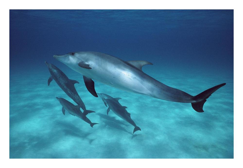 Atlantic Spotted Dolphin pod swimming underwater, Bahamas-Paper Art-26"x18"
