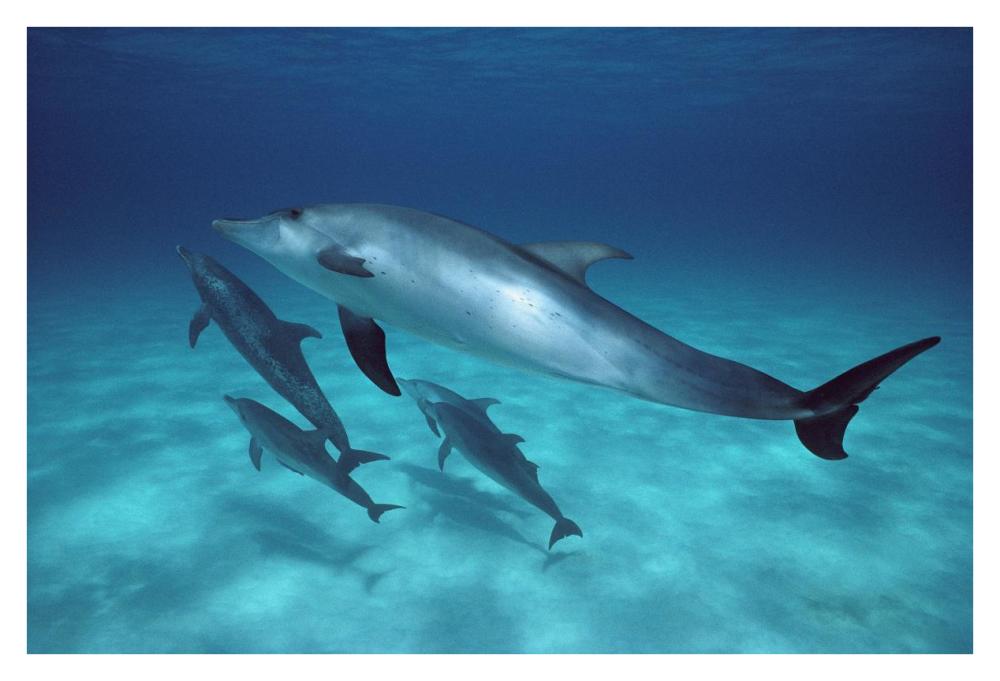 Atlantic Spotted Dolphin pod swimming underwater, Bahamas-Paper Art-38"x26"