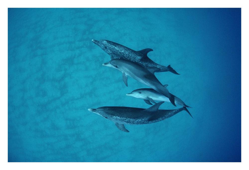 Atlantic Spotted Dolphin underwater group of adults and juveniles, Bahamas-Paper Art-32"x22"