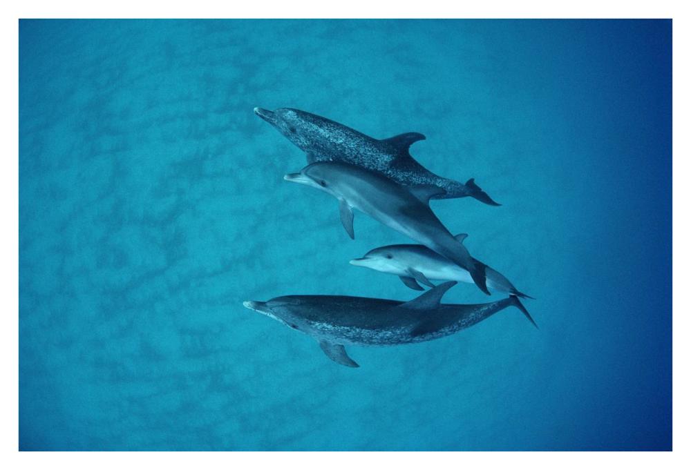 Atlantic Spotted Dolphin underwater group of adults and juveniles, Bahamas-Paper Art-38"x26"