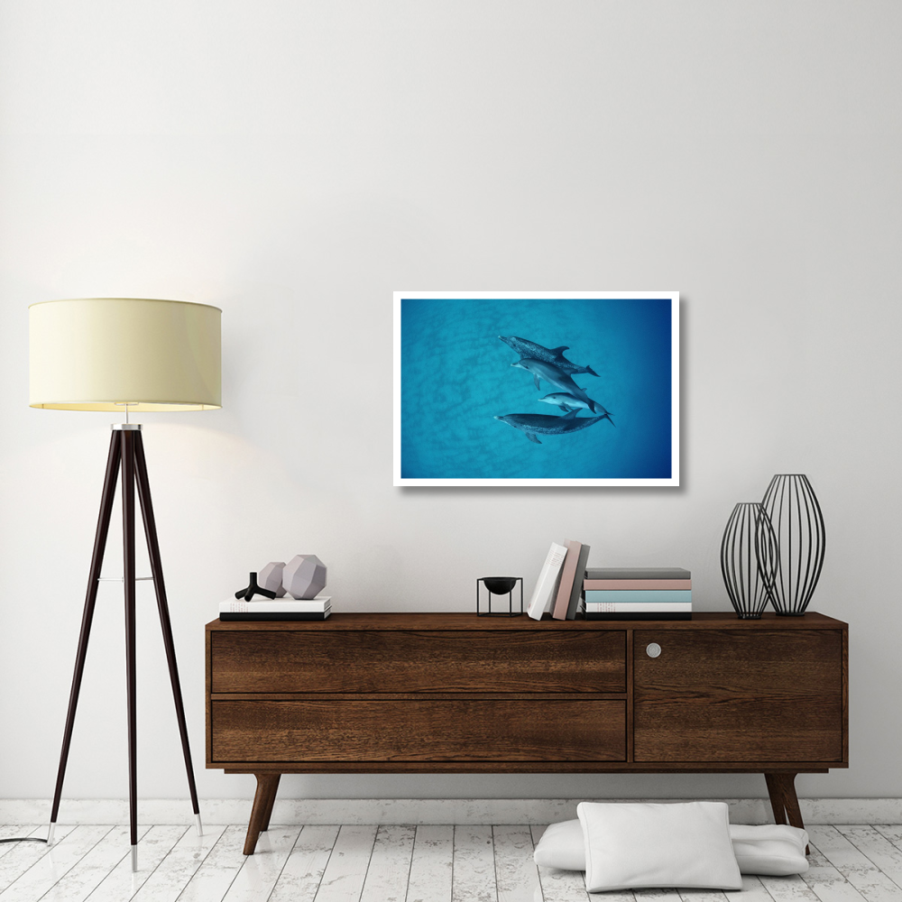 Atlantic Spotted Dolphin underwater group of adults and juveniles, Bahamas-Paper Art-38&quotx26"