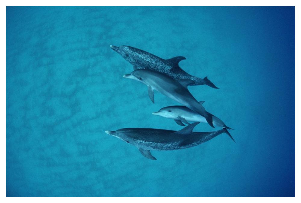 Atlantic Spotted Dolphin underwater group of adults and juveniles, Bahamas-Paper Art-50"x34"