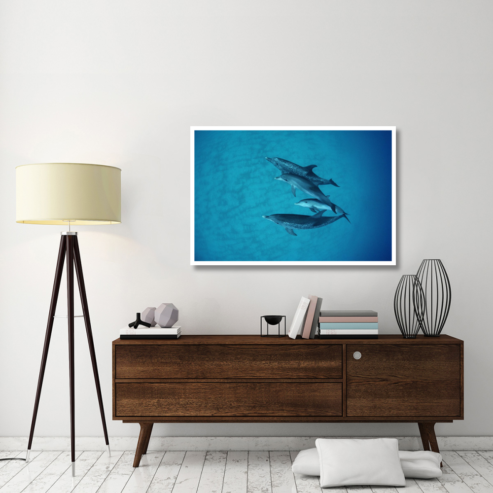 Atlantic Spotted Dolphin underwater group of adults and juveniles, Bahamas-Paper Art-50&quotx34"
