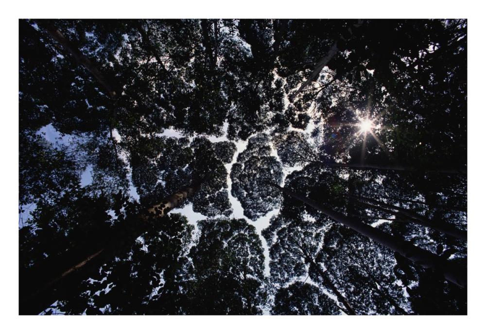 Crown shyness, Selangor, Peninsular Malaysia-Paper Art-26"x18"