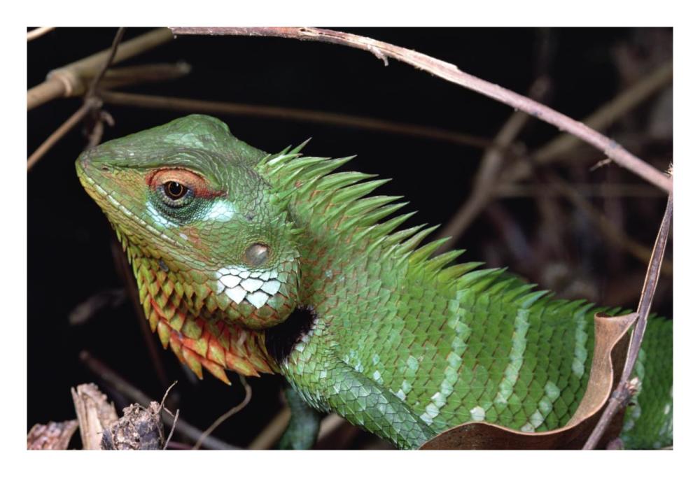 Lizard portrait, Sinharaja Biosphere Reserve, Sri Lanka-Paper Art-26"x18"