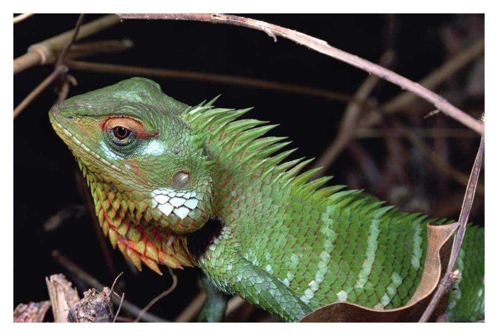 Lizard portrait, Sinharaja Biosphere Reserve, Sri Lanka-Paper Art-38"x26"