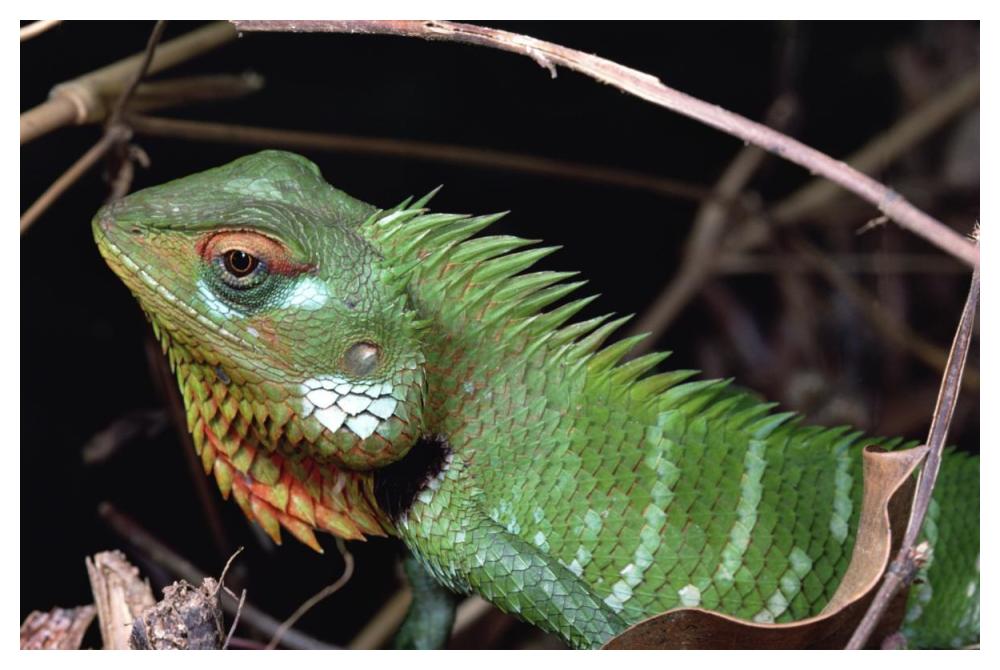 Lizard portrait, Sinharaja Biosphere Reserve, Sri Lanka-Paper Art-50"x34"