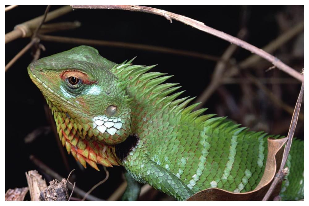 Lizard portrait, Sinharaja Biosphere Reserve, Sri Lanka-Paper Art-62"x42"