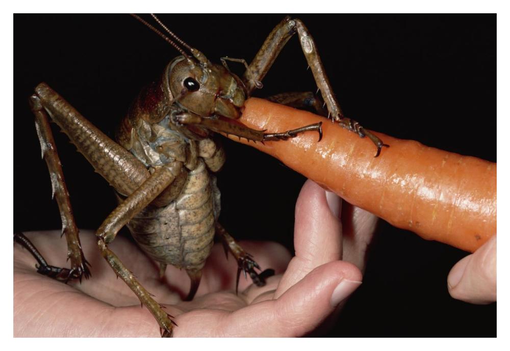 Giant Weta eating a carrot, Little Barrier Island, New Zealand-Paper Art-20"x14"