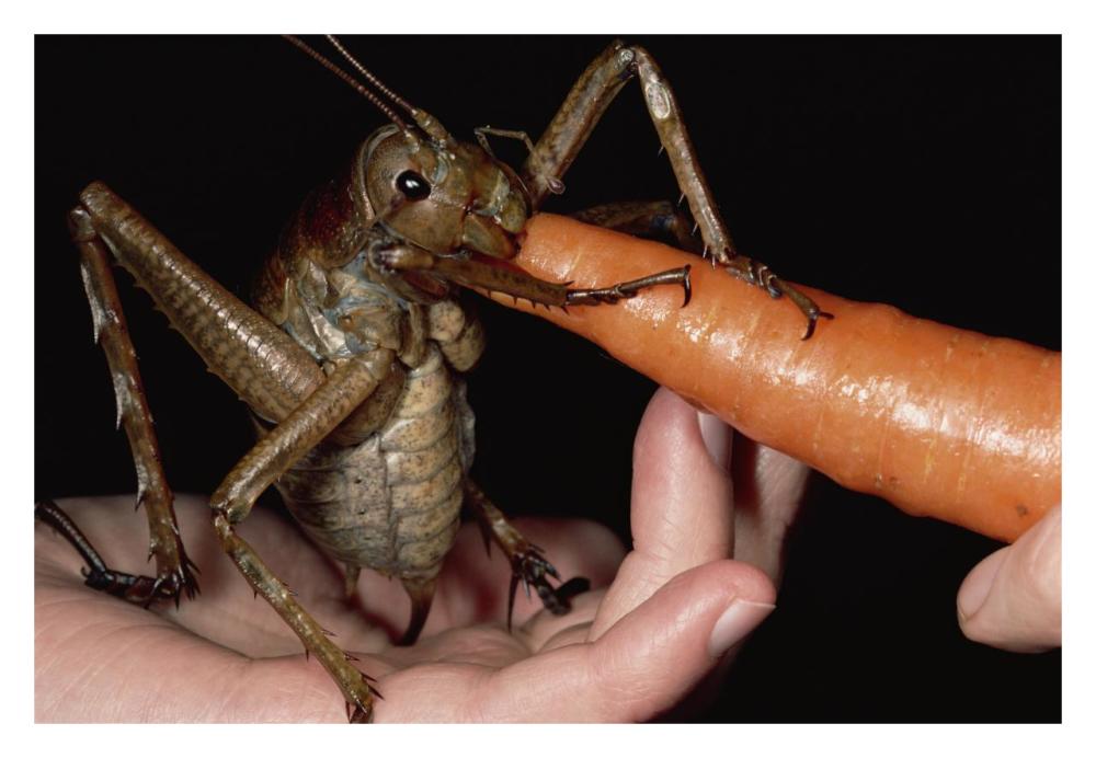 Giant Weta eating a carrot, Little Barrier Island, New Zealand-Paper Art-32"x22"