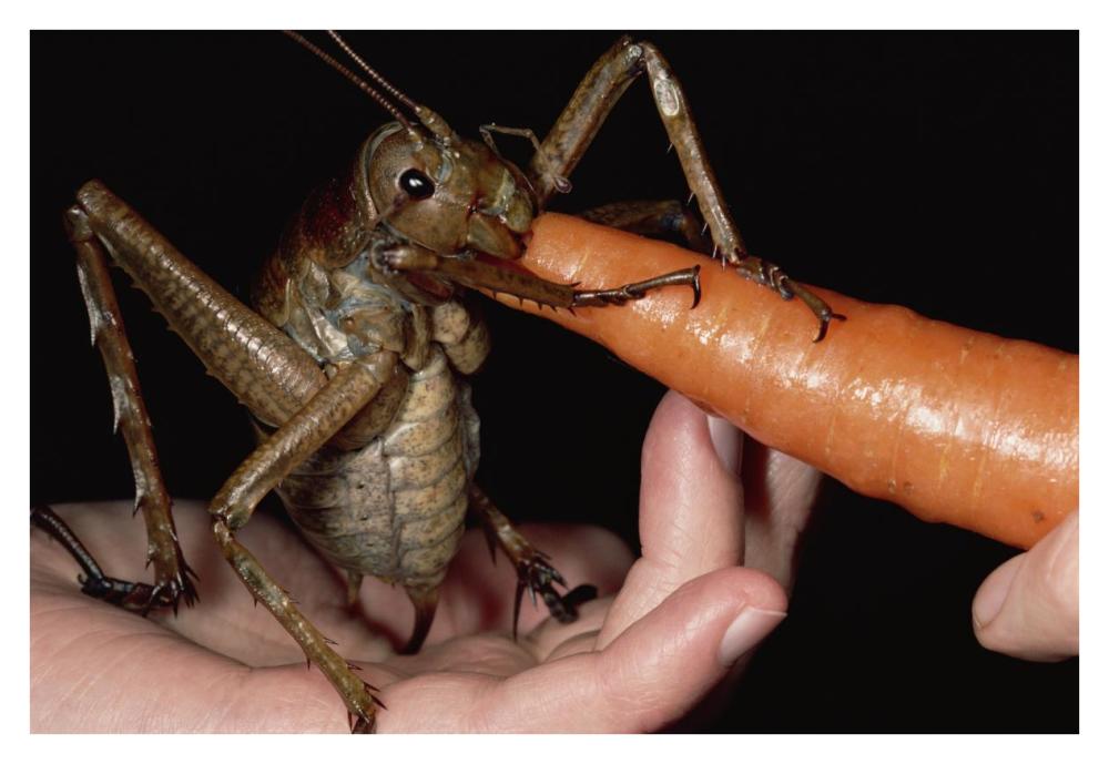 Giant Weta eating a carrot, Little Barrier Island, New Zealand-Paper Art-38"x26"