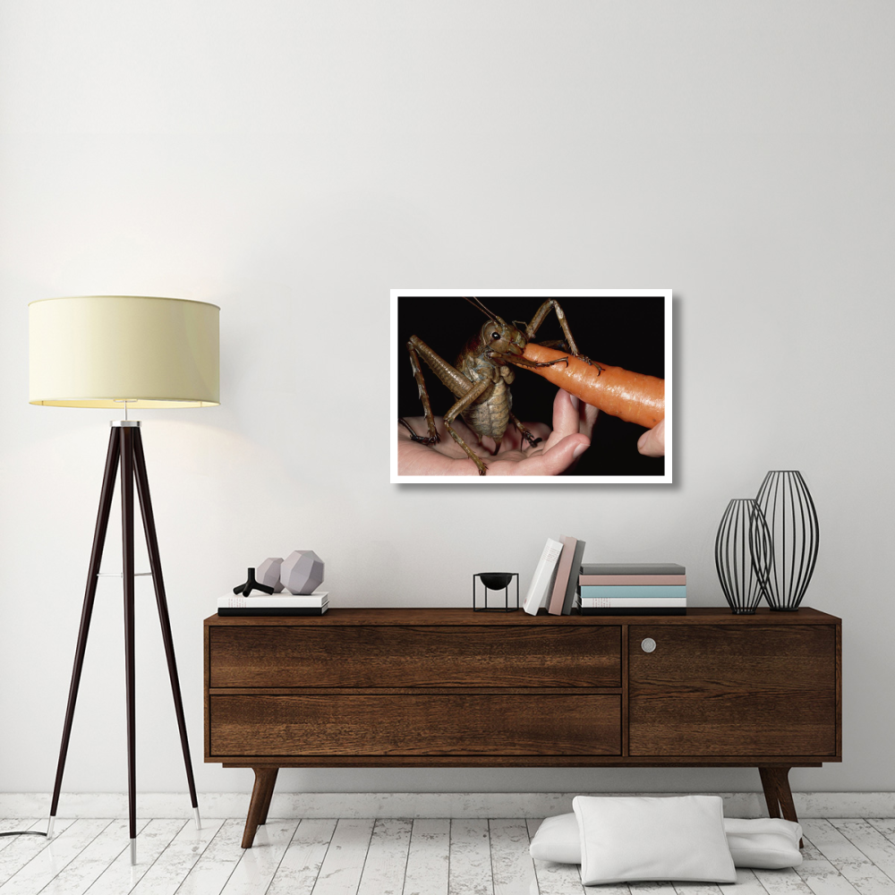 Giant Weta eating a carrot, Little Barrier Island, New Zealand-Paper Art-38&quotx26"