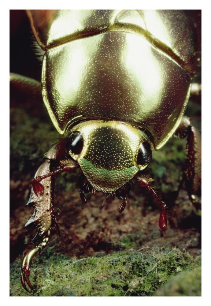 Golden Scarab Beetle portrait, Monteverde Reserve, Costa Rica-Paper Art-22"x32"