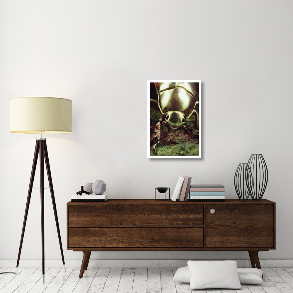 Golden Scarab Beetle portrait, Monteverde Reserve, Costa Rica-Paper Art-22&quotx32"