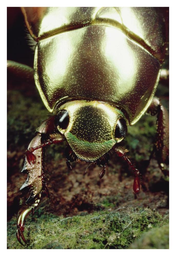 Golden Scarab Beetle portrait, Monteverde Reserve, Costa Rica-Paper Art-26"x38"