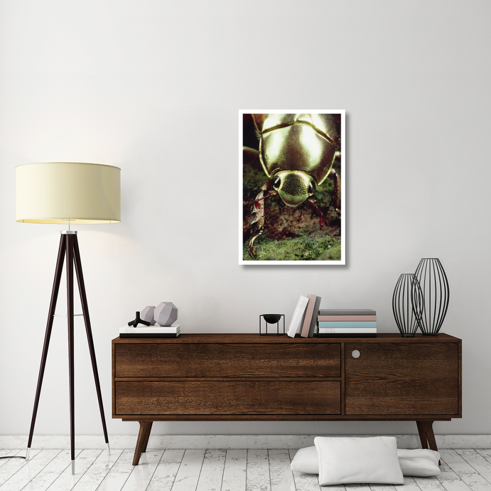 Golden Scarab Beetle portrait, Monteverde Reserve, Costa Rica-Paper Art-26&quotx38"