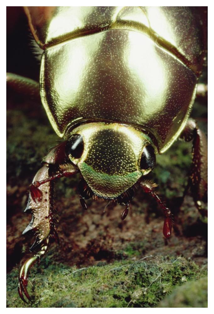 Golden Scarab Beetle portrait, Monteverde Reserve, Costa Rica-Paper Art-34"x50"