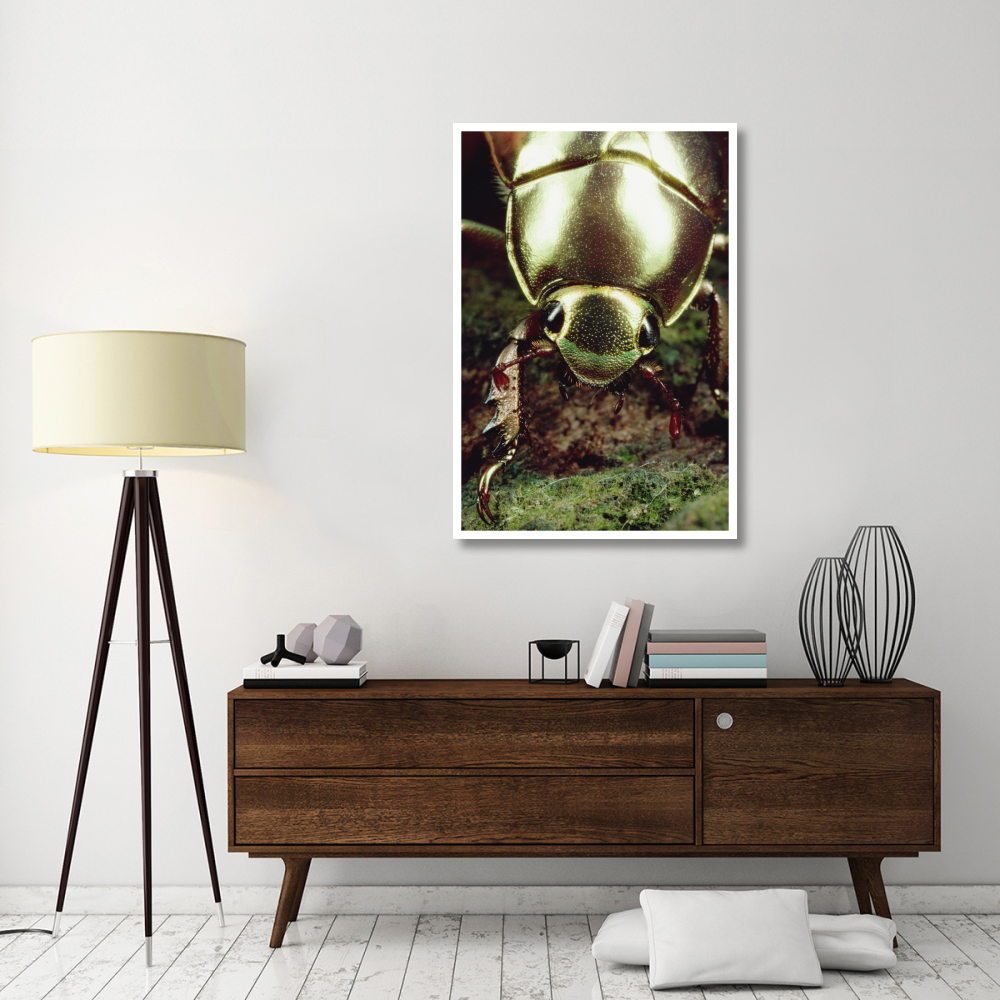 Golden Scarab Beetle portrait, Monteverde Reserve, Costa Rica-Paper Art-34&quotx50"