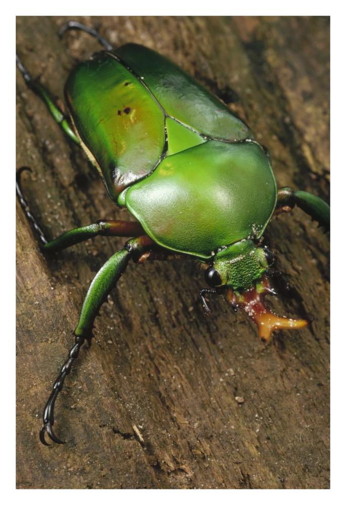 June Beetle portrait, Reserve De Campo, Cameroon-Paper Art-22"x32"