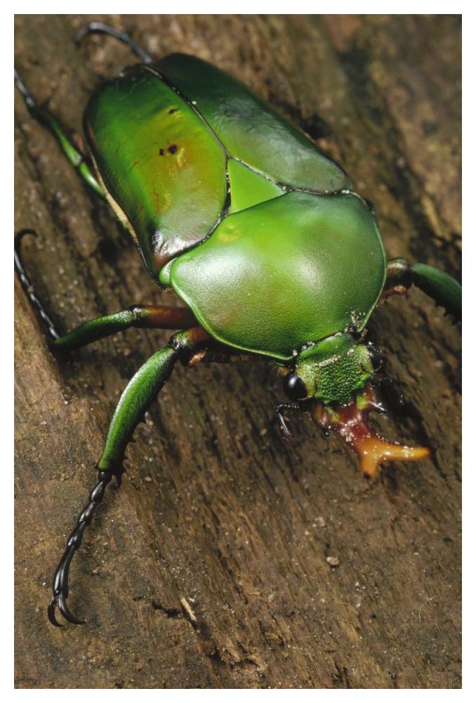 June Beetle portrait, Reserve De Campo, Cameroon-Paper Art-34"x50"