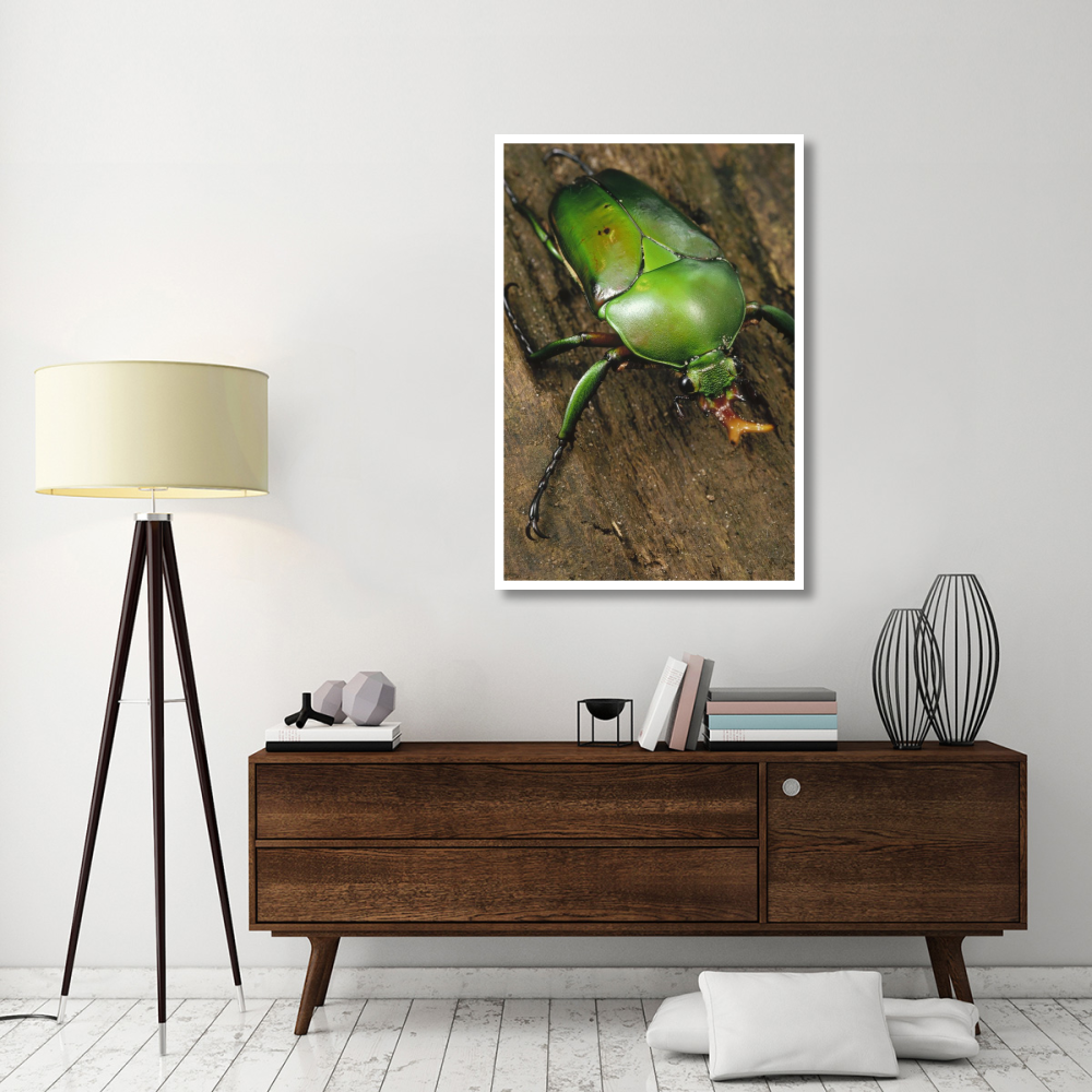 June Beetle portrait, Reserve De Campo, Cameroon-Paper Art-34&quotx50"