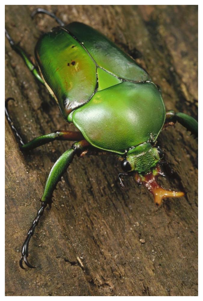 June Beetle portrait, Reserve De Campo, Cameroon-Paper Art-42"x62"