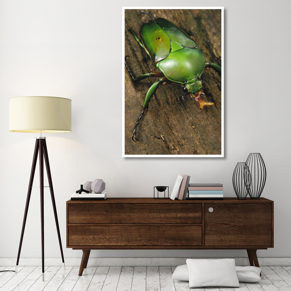 June Beetle portrait, Reserve De Campo, Cameroon-Paper Art-42&quotx62"