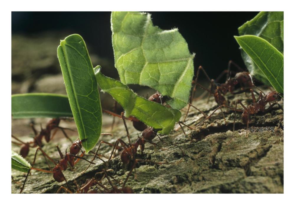 Leafcutter Ant group carrying leaves, Barro Colorado Island, Panama-Paper Art-26"x18"