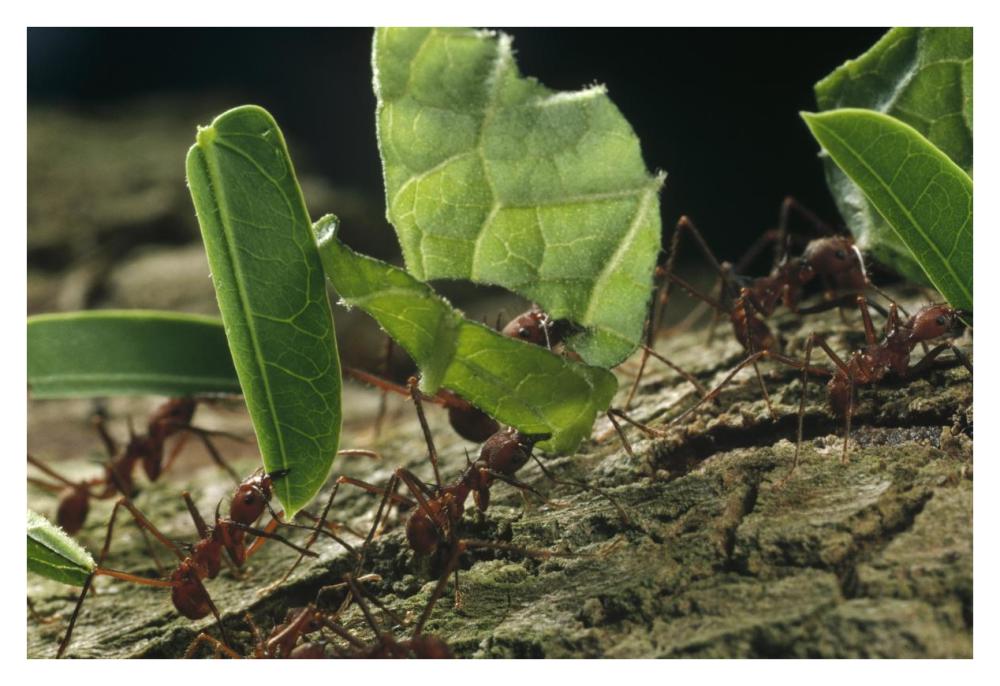 Leafcutter Ant group carrying leaves, Barro Colorado Island, Panama-Paper Art-38"x26"