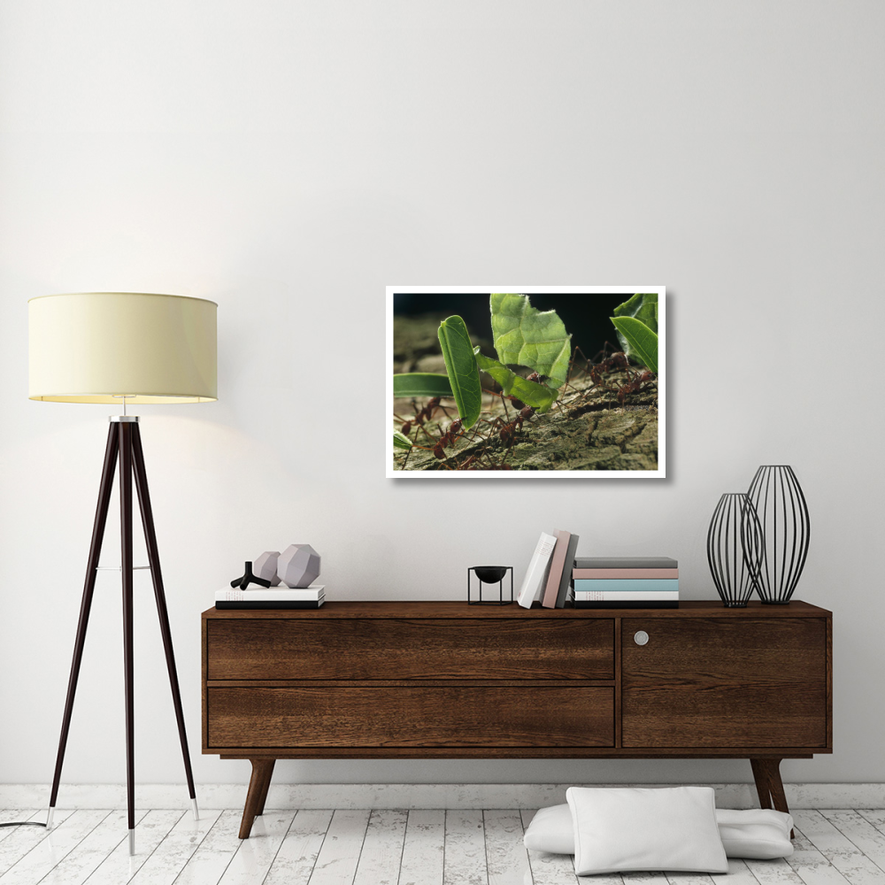 Leafcutter Ant group carrying leaves, Barro Colorado Island, Panama-Paper Art-38&quotx26"