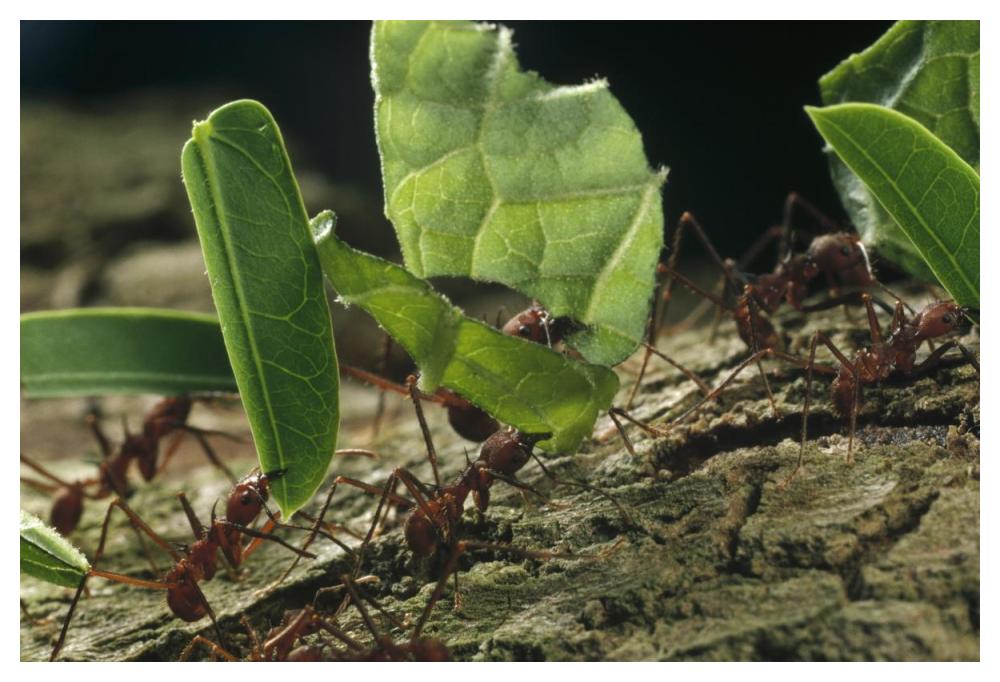 Leafcutter Ant group carrying leaves, Barro Colorado Island, Panama-Paper Art-50"x34"