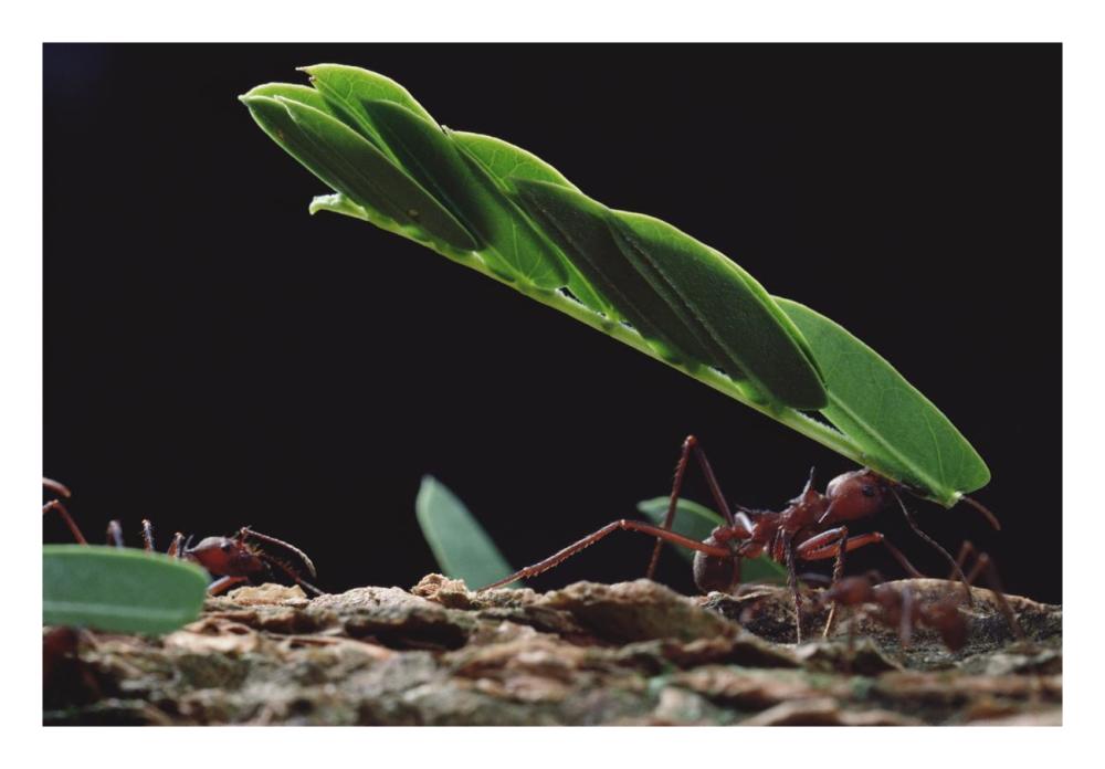 Leafcutter Ant group group carrying leaves, Barro Colorado Island, Panama-Paper Art-26"x18"