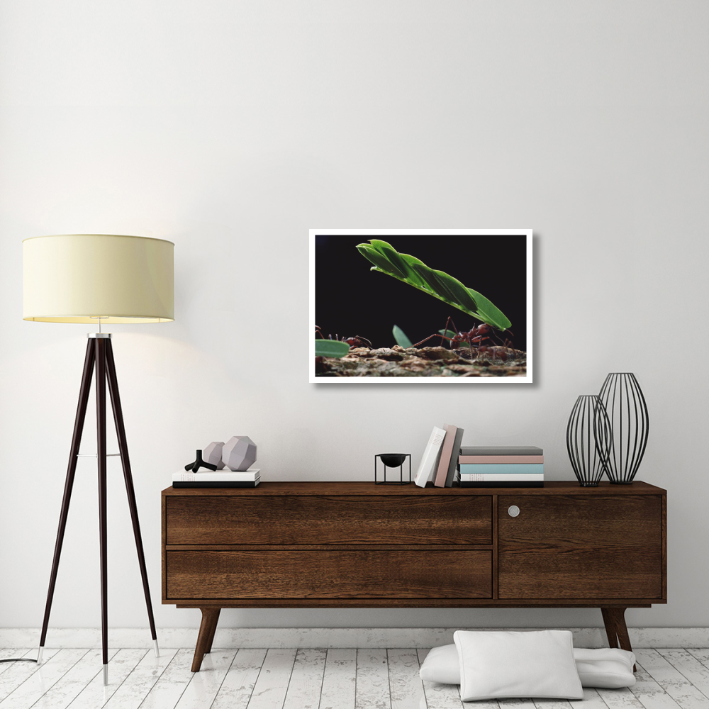 Leafcutter Ant group group carrying leaves, Barro Colorado Island, Panama-Paper Art-38&quotx26"