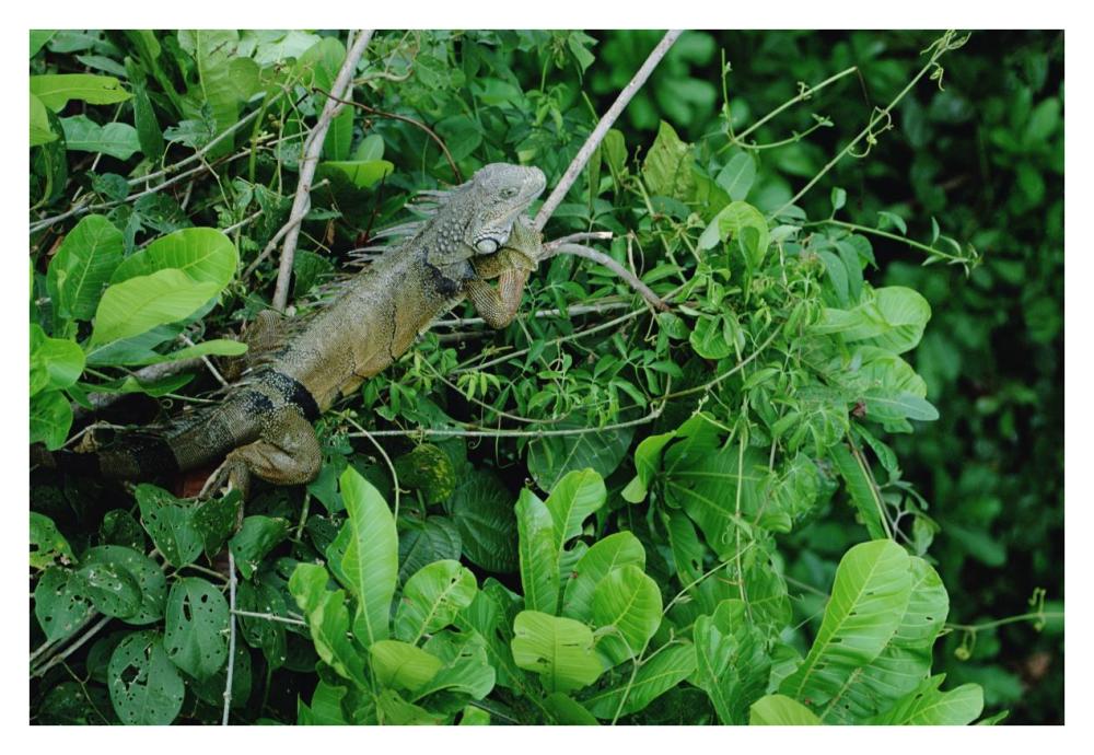 Green Iguana sunning on a branch in rainforest, Panama-Paper Art-38"x26"