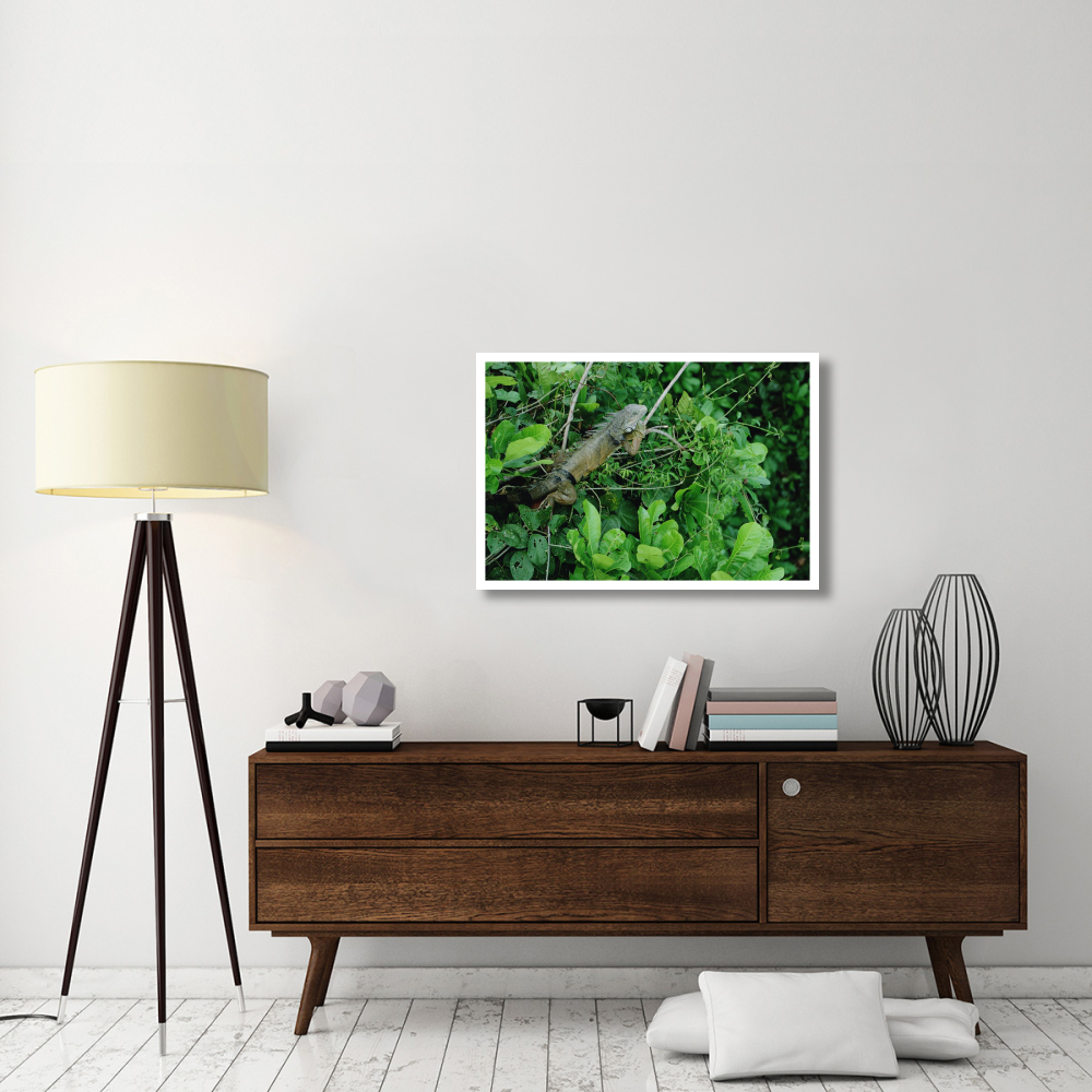Green Iguana sunning on a branch in rainforest, Panama-Paper Art-38&quotx26"