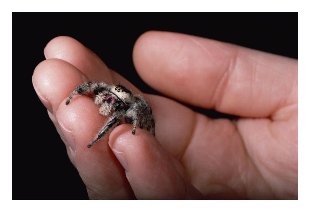 Jumping Spider held in human hand, Florida-Paper Art-26"x18"