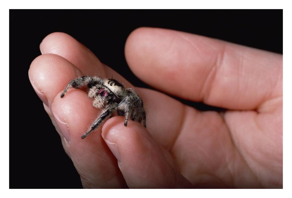 Jumping Spider held in human hand, Florida-Paper Art-32"x22"