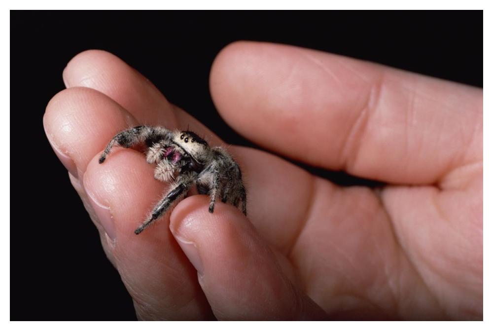 Jumping Spider held in human hand, Florida-Paper Art-50"x34"